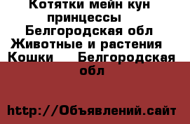 Котятки мейн-кун ,принцессы. - Белгородская обл. Животные и растения » Кошки   . Белгородская обл.